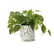 Load image into Gallery viewer, Butterfly Footed Cachepot
