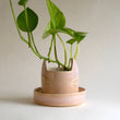 Load image into Gallery viewer, 2.5" Blue Cat Planter
